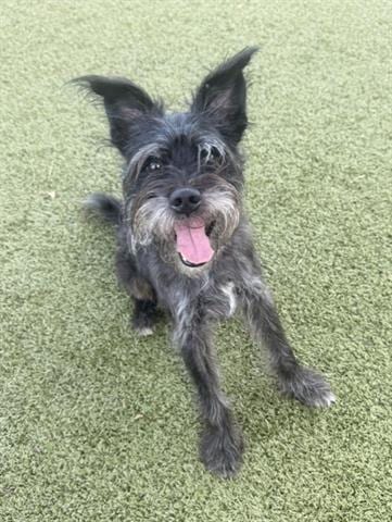 Photo of Cooper, adoptable Miniature Schnauzer in San Martin, California