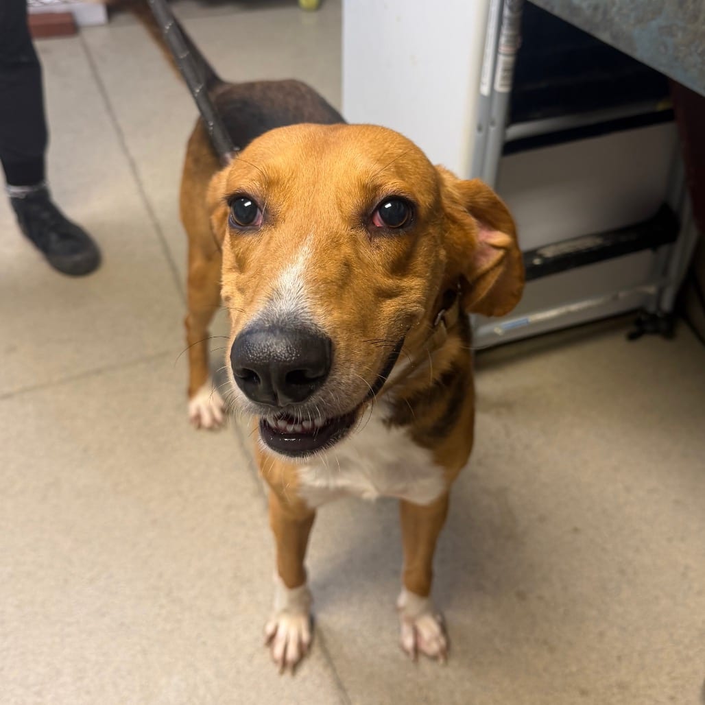 Photo of Gus, adoptable Mixed Breed (Large) in Fredericksburg, Virginia