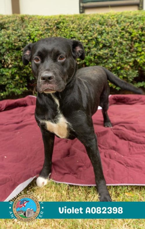 Photo of Violet, adoptable Labrador Retriever in Mobile, Alabama