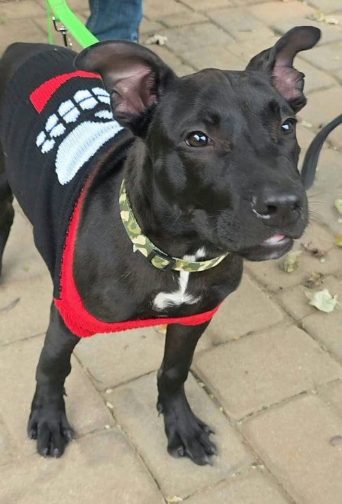 Photo of Baron Von Bark, adoptable American Pit Bull Terrier in Germantown, Ohio