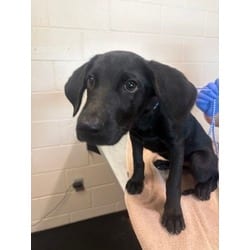 Photo of Theodora, adoptable Labrador Retriever in Baton Rouge, Louisiana