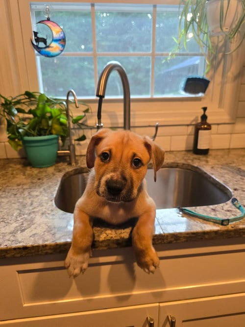 Photo of Brunson, adoptable Unknown breed in Holbrook, New York