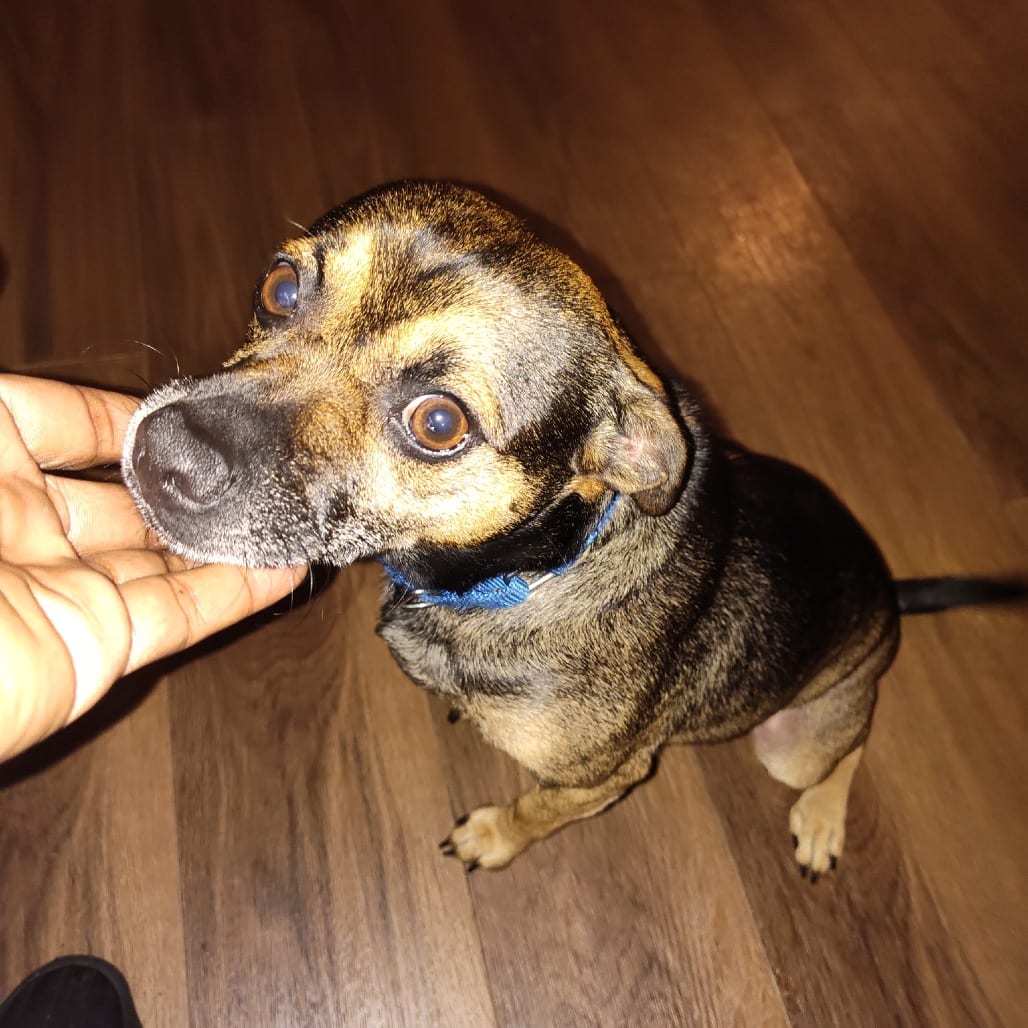 Photo of Sparkie, adoptable Mixed Breed (Small) in Georgia, Georgia