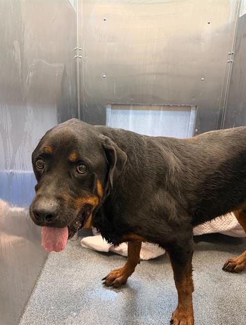 Photo of Lucky, adoptable Rottweiler in Dallas, Texas