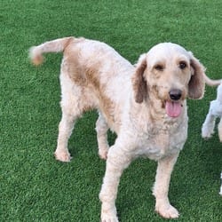Photo of Pippa Doodle 5132, adoptable Poodle (Miniature) Golden Retriever in Loxahatchee, Florida