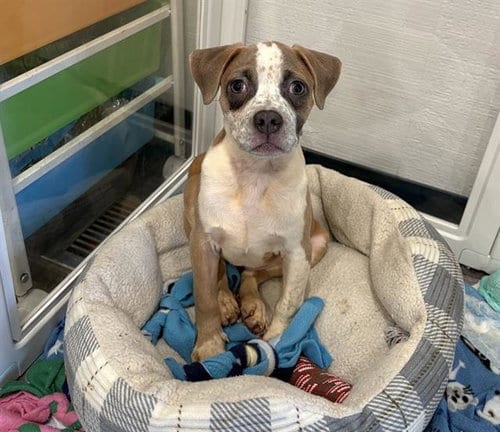 Photo of Cookies And Cream, adoptable Pit Bull Terrier in Martinez, California