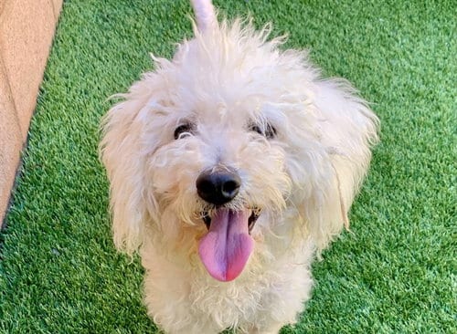 Photo of Lucky, adoptable Poodle (Toy) in Moreno Valley, California
