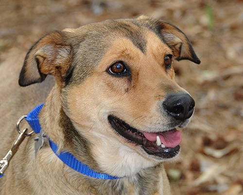 Photo of Cookie, adoptable Shepherd in Lake Wylie, South Carolina