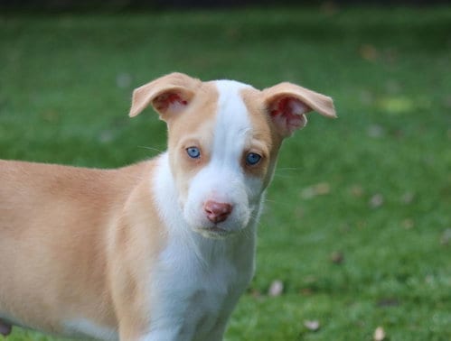 Photo of Whisper, adoptable Husky in San Diego, California