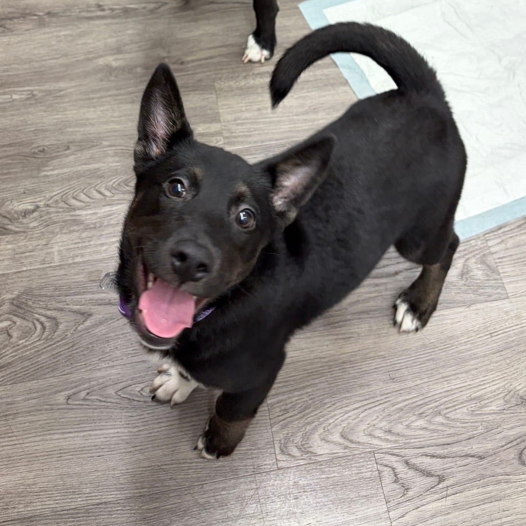 Photo of Carol, adoptable Retriever / Mix in Fairfax Station, Virginia