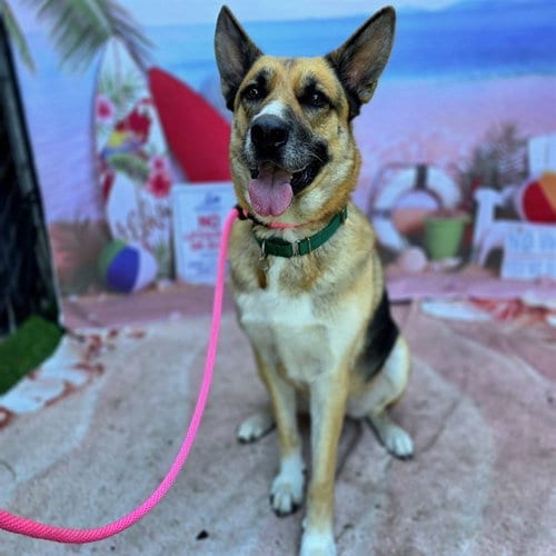 Photo of Wetherby, adoptable German Shepherd Dog in Long Beach, California