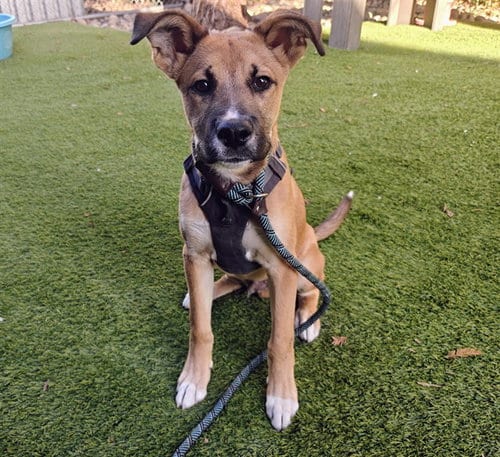 Photo of Corky, adoptable German Shepherd Dog in San Jose, California