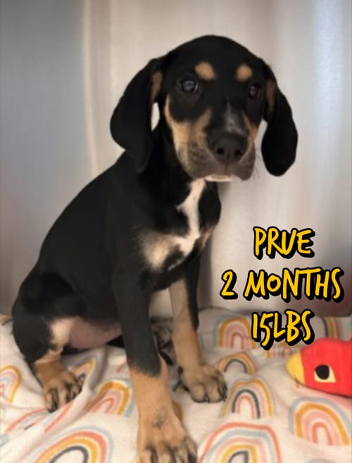 Photo of Prue, adoptable Unknown breed in Holbrook, New York