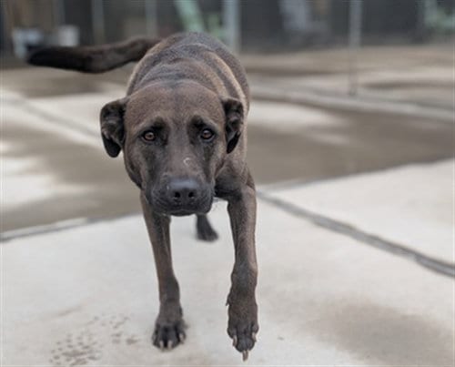 Photo of Tucker, adoptable German Shepherd Dog in Denver, Colorado