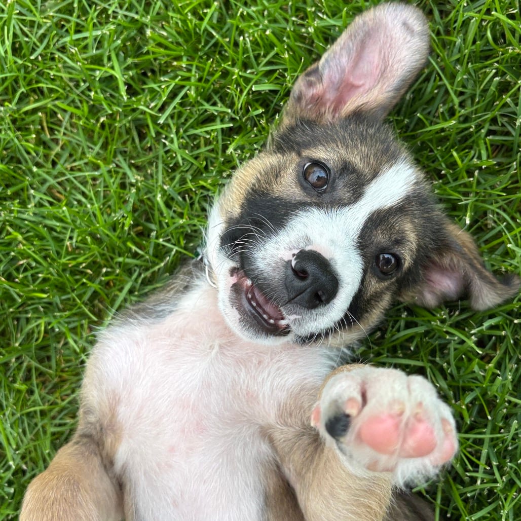Photo of Tiramisu, adoptable Mixed Breed (Medium) in Buffalo, Minnesota