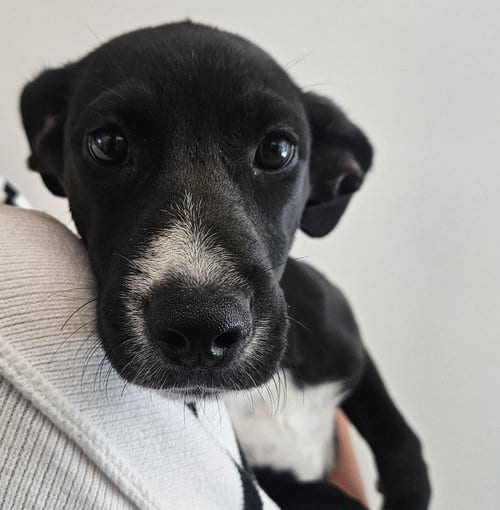 Photo of Candle, adoptable Unknown breed in Rancho Santa Fe, California