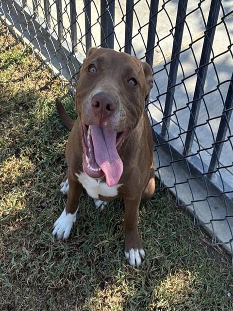 Photo of Betty Boop, adoptable Pit Bull Terrier in Riverside, California