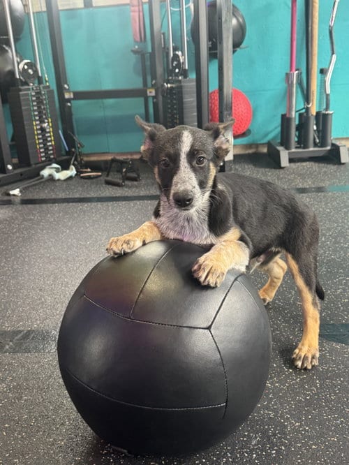 Photo of Ronan, adoptable Shepherd in Mechanicsburg, Pennsylvania
