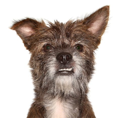 Photo of Tyson, adoptable Schnauzer in Oakland Park, Florida