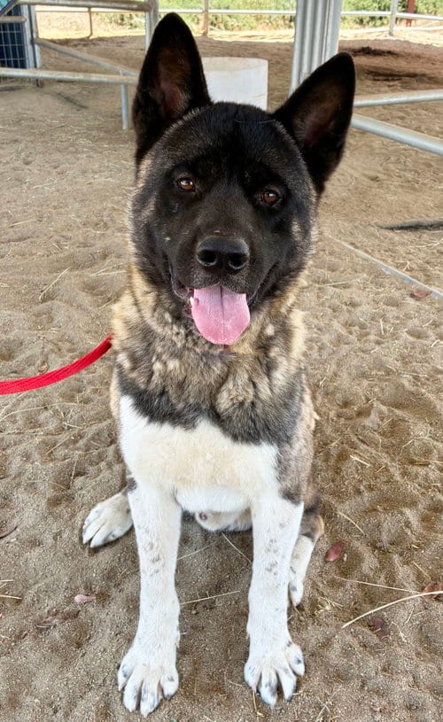 Photo of Cash, adoptable Akita in Romoland, California