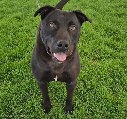Photo of Scooby, adoptable American Pit Bull Terrier in Albuquerque, New Mexico