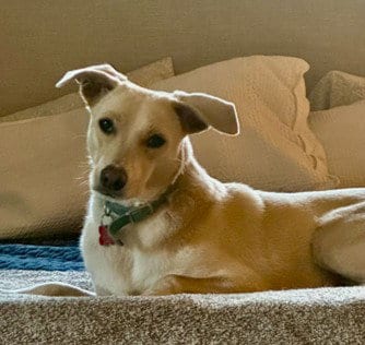 Photo of Indigo, adoptable Chihuahua in San Diego, California