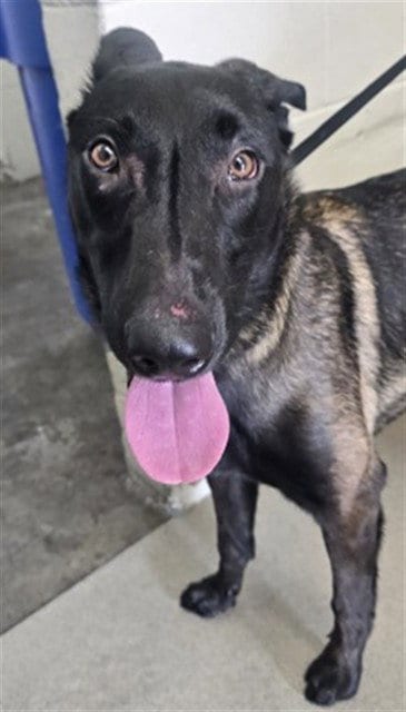 Photo of Maligator, adoptable Belgian Shepherd Malinois in San Bernardino, California