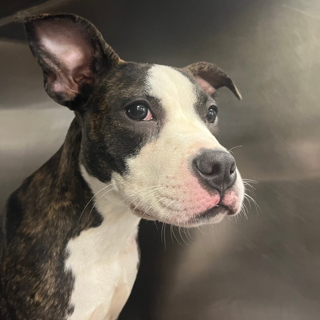 Photo of Whisper, adoptable Mixed Breed (Medium) in Chattanooga, Tennessee