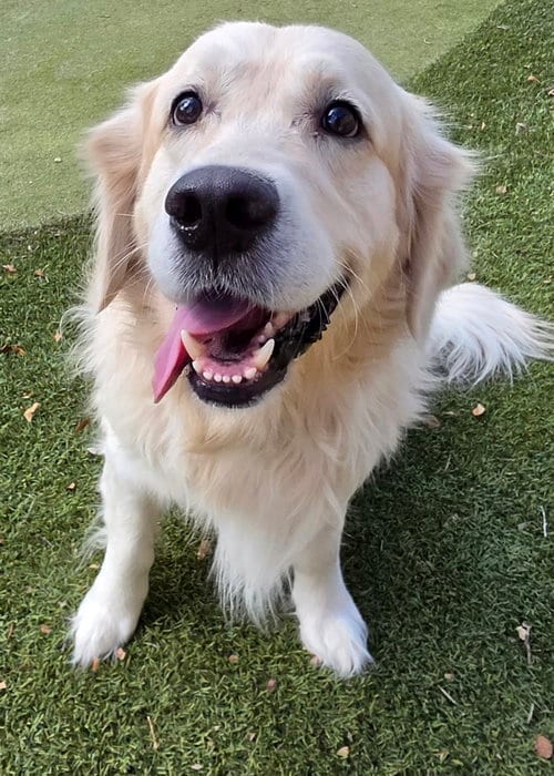 Photo of Bear, adoptable Golden Retriever in Glendale, Arizona