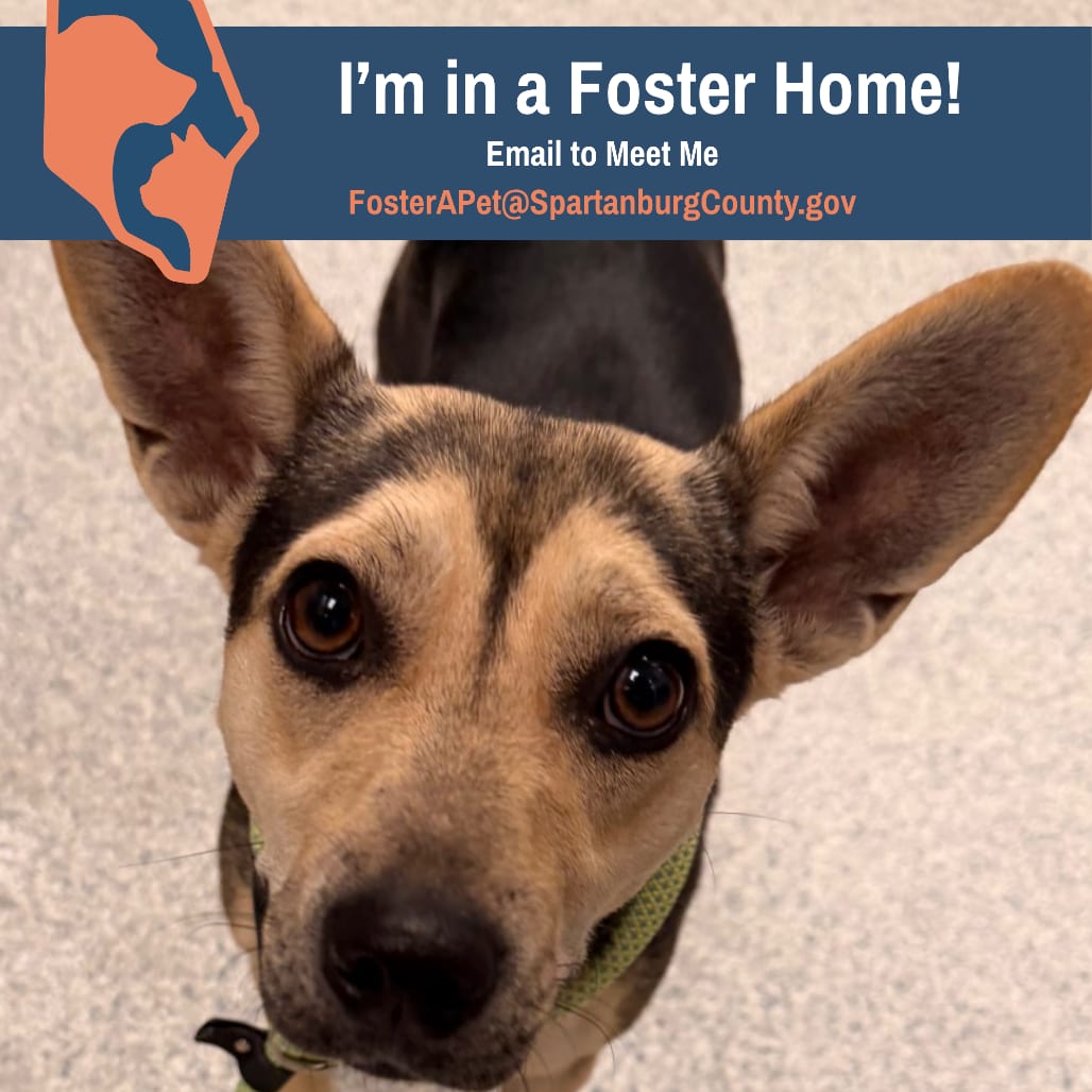Photo of Zelda, adoptable Terrier, Fox in Spartanburg, South Carolina