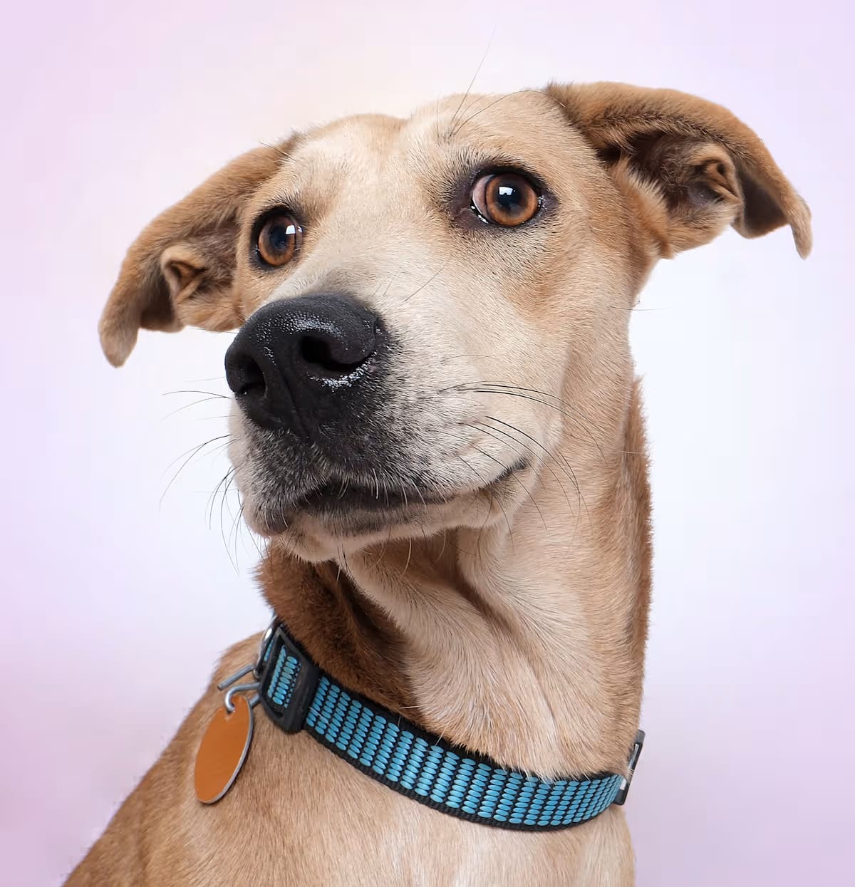 Photo of Sandy, adoptable Mixed Breed (Small)/Dalmatian in White Plains, New York