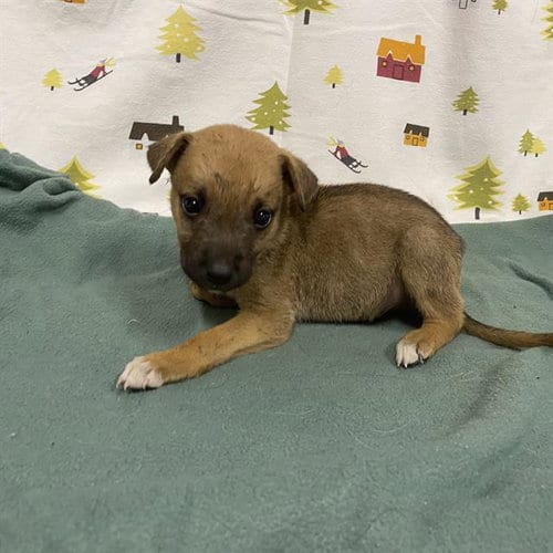 Photo of A614378, adoptable German Shepherd Dog in Modesto, California