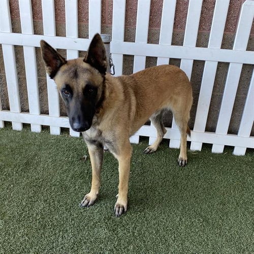 Photo of A615191, adoptable Belgian Shepherd Malinois in Modesto, California