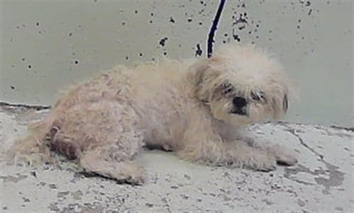 Photo of Kiara, adoptable Shih Tzu in Houston, Texas