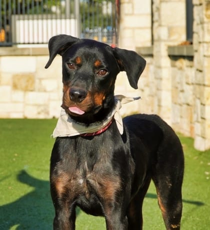 Photo of Hogan, adoptable Rottweiler/Mix