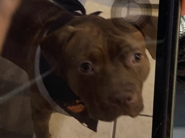 Photo of Saint, adoptable American Pit Bull Terrier in Chicago, Illinois