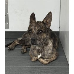 Photo of Dezie, adoptable Chihuahua in San Bernardino, California