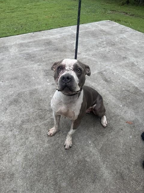 Photo of Iggy, adoptable Terrier in Miami, Florida