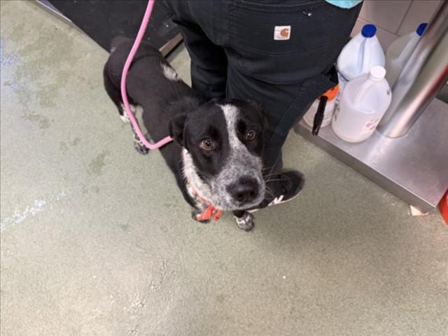 Photo of Aren, adoptable Mixed Breed in Santa Fe, New Mexico