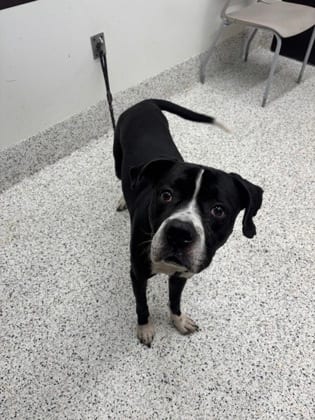 Photo of Doofy, adoptable dog in Atlanta, Georgia