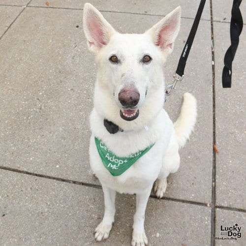 Photo of Petra, adoptable German Shepherd Dog in Washington, District of Columbia