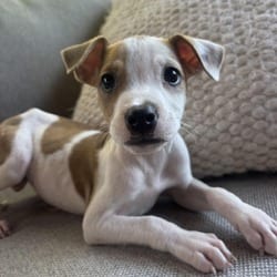 Photo of Sprout, adoptable Jack Russell Terrier Whippet in Denver, Colorado