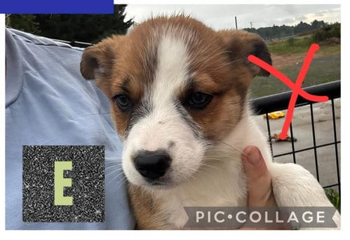 Photo of Spirit - Halloween Litter, adoptable Australian Cattle Dog/Blue Heeler in Sheboygan, Wisconsin