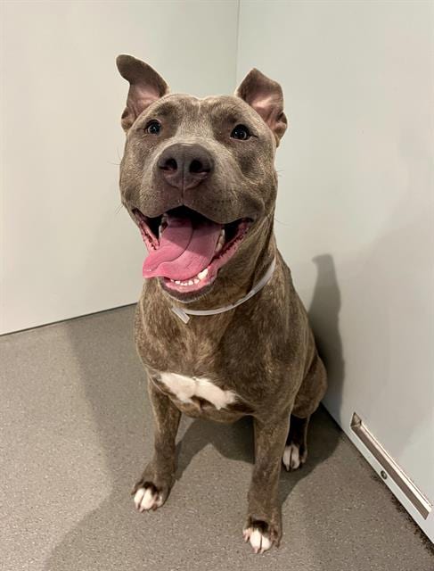 Photo of Roqui, adoptable Pit Bull Terrier in San Francisco, California
