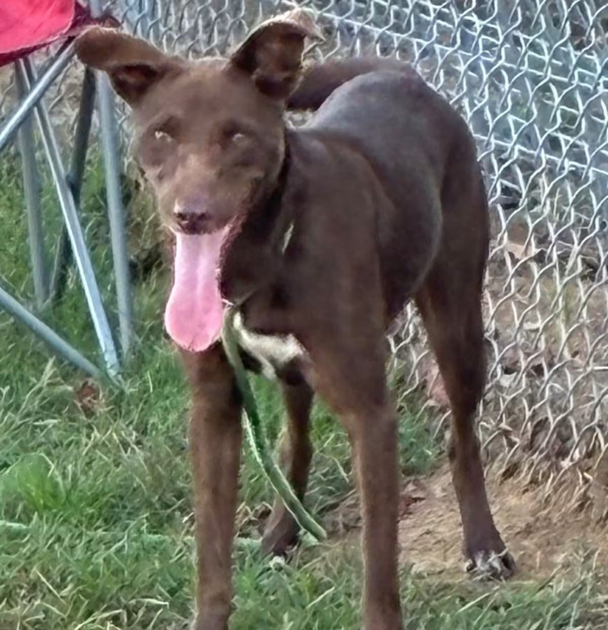 Photo of Truffles, adoptable Mixed Breed (Medium) in Beebe, Arkansas