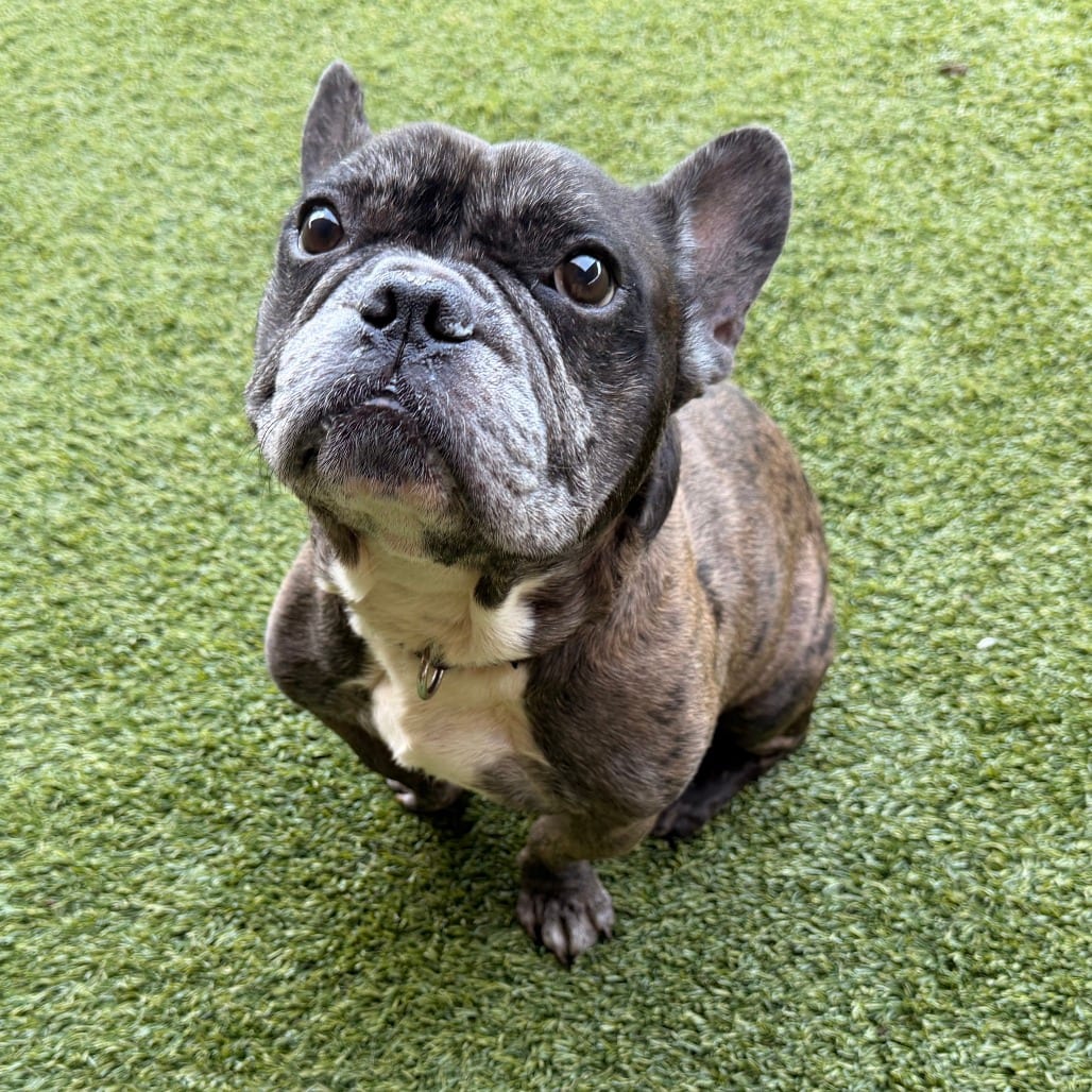 Photo of Reacher, adoptable Bulldog, French