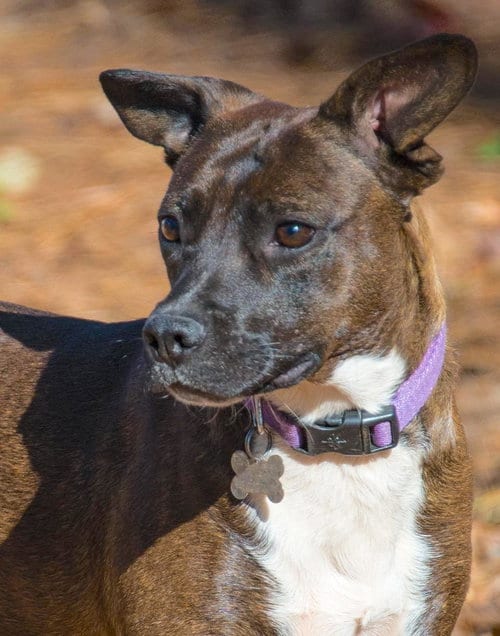 Photo of Wonder Girl, adoptable Pit Bull Terrier in Alpharetta, Georgia