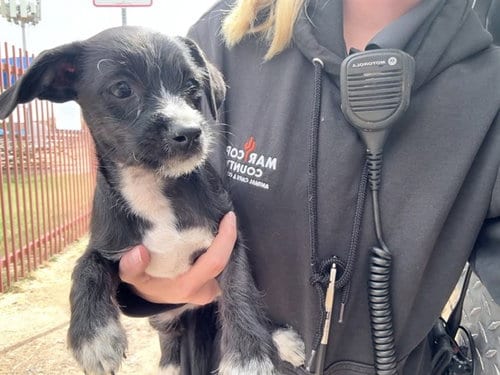 Photo of Seahawk, adoptable Border Terrier in Phoenix, Arizona