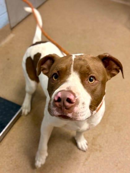 Photo of JR, adoptable dog in Chamblee, Georgia