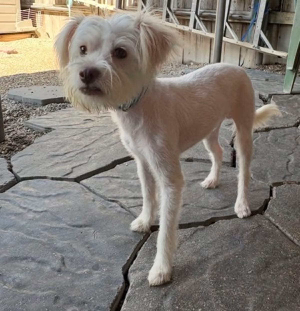 Photo of Alfie, adoptable Terrier (Unknown Type, Medium) in New Orleans, Louisiana